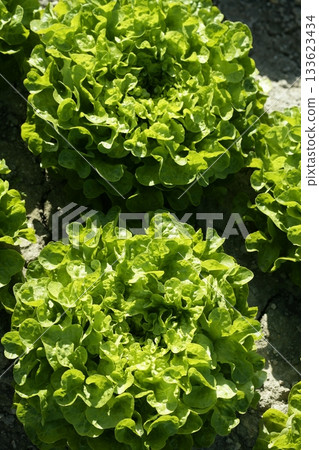 Green lettuce country in Spain 133623434