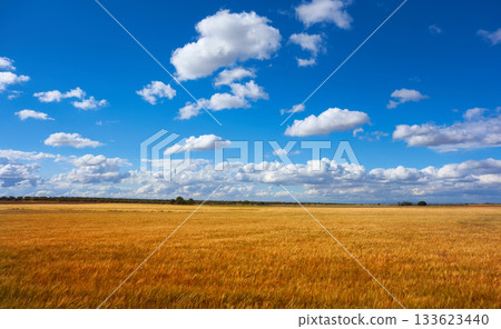 Castile La Mancha cereal fields in Cuenca 133623440