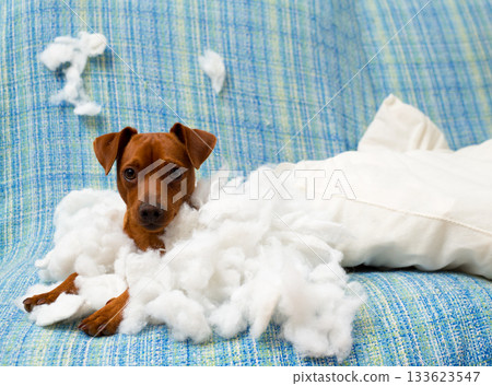 naughty playful puppy dog after biting a pillow naughty playful puppy dog after biting a pillow 133623547