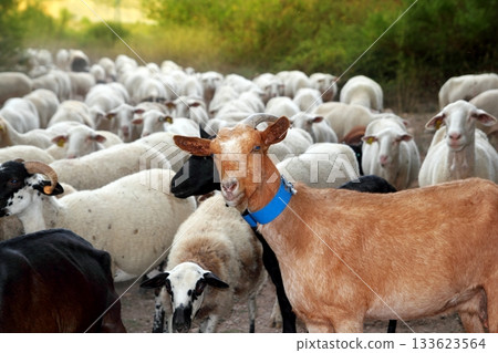 goats and sheep herd flock outdoor track nature 133623564
