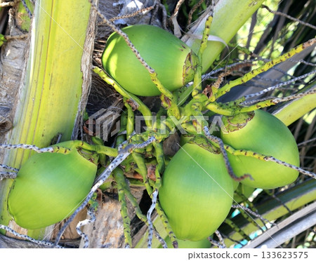 coconuts in palm tree detail tropical symbol coconuts in palm tree detail tropical symbol 133623575
