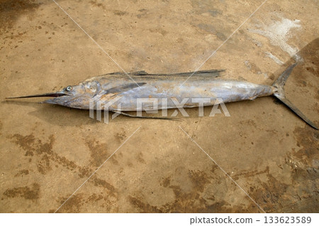 African Espadon sailfish dead fishermen catch African Espadon sailfish dead fishermen catch 133623589