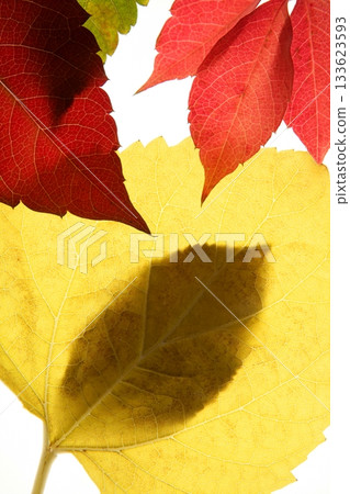 Autumn, fall leaves decorative still at studio white background Autumn, fall leaves decorative still at studio white background 133623593