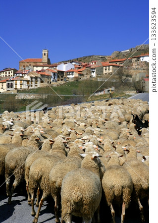Lamb herd, sheep, gout flock Spanish village 133623594