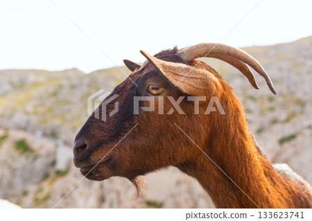 Majorca goat in Formentor Cape Lighthouse 133623741