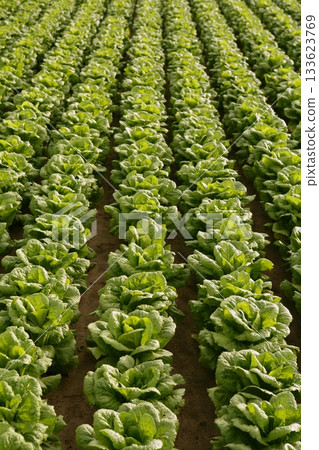 Cabbage fields in Spain 133623769