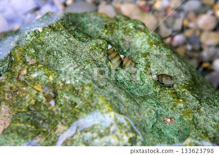 River freshwater snails over green musk stone River freshwater snails over green musk stone 133623798