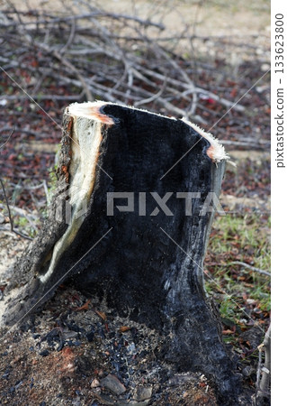 wood coal detail burned forest after fire disaster wood coal detail burned forest after fire disaster 133623800