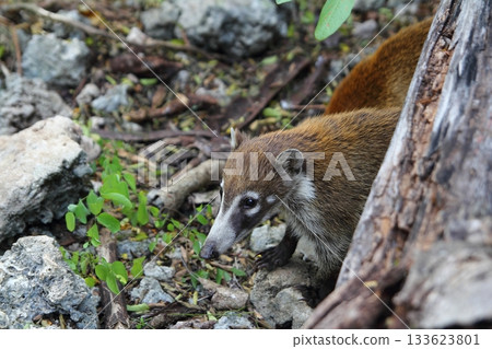 Coati ring Tailed Nasua Narica animal Coati ring Tailed Nasua Narica animal 133623801