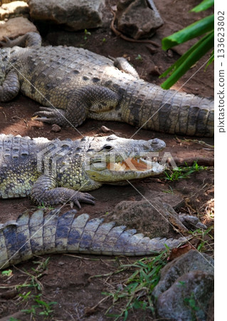 Crocodiles having a sun bath in South America 133623802