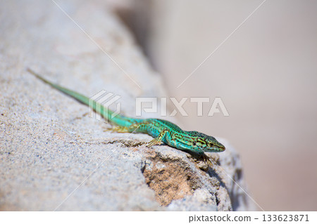 Formentera lizard Podarcis pityusensis formenterae 133623871