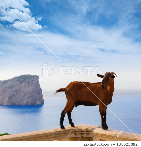 Majorca goat in Formentor Cape Lighthouse 133623882