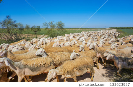 Sheeps flock in Castile La Mancha Spain Sheeps flock in Castile La Mancha Spain 133623937