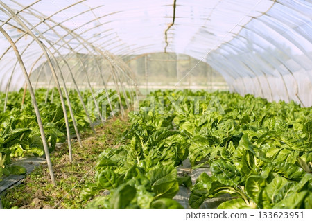 green chard cultivation in a hothouse field green chard cultivation in a hothouse field 133623951