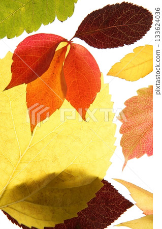 Autumn, fall leaves decorative still at studio white background Autumn, fall leaves decorative still at studio white background 133624036
