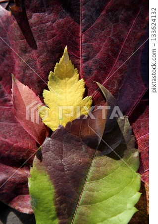 Leaves still of autumn leaves, dark wood background, fall classic images Leaves still of autumn leaves, dark wood background, fall classic images 133624132
