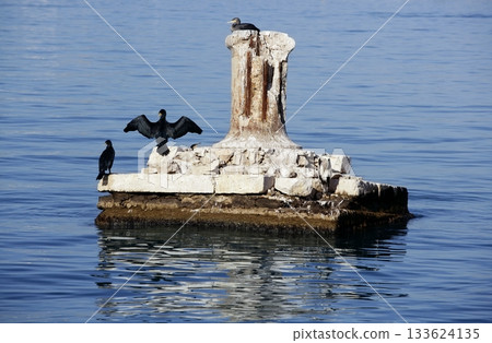 Black cormorant opening wings to get dry 133624135