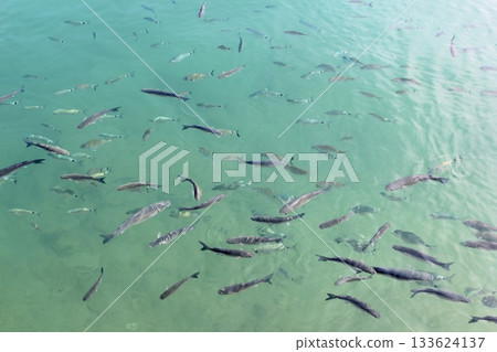 fishes mullet school in mediterranean saltwater 133624137