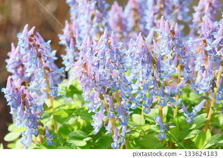 北海道花園中盛開的紫堇(Corydalis ambigua) 北海道花園中盛開的紫堇(Corydalis ambigua) 133624183