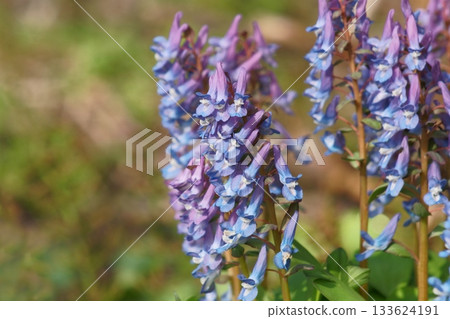 北海道花園中盛開的紫堇(Corydalis ambigua) 北海道花園中盛開的紫堇(Corydalis ambigua) 133624191