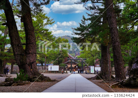 日本百棵名松之一：出雲大社神社的松樹之路 133624424