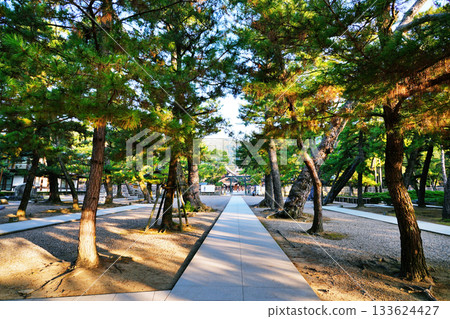 Izumo Taisha pine的做法 133624427