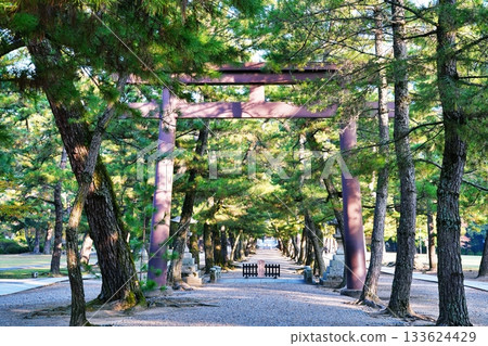 Izumo Taisha pine's approach 133624429