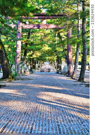 Izumo Taisha pine's approach 133624430