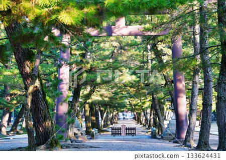 Izumo Taisha pine's approach 133624431