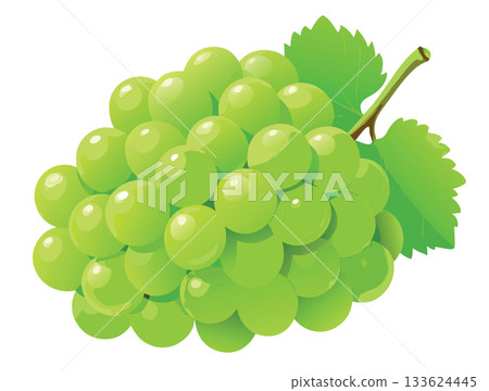 Bunch of green grapes hanging on vine with leaves Bunch of green grapes hanging on vine with leaves 133624445