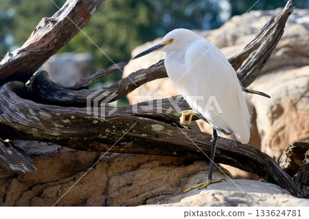 White snowy egret balances on weathered driftwood above rocks. Delicate feathers and yellow eye stand out in the coastal habitat. 133624781