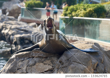 A sea lion stretches on a rock with mouth open toward visitors. Shiny brown fur glows in sunlight beside the blue water. A sea lion stretches on a rock with mouth open toward visitors. Shiny brown fur glows in sunlight beside the blue water. 133624785