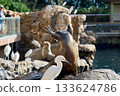 Sea lion sits on wet rocks surrounded by white egrets. Birds and marine mammals share the coastal water habitat in daylight. 133624786