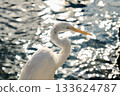 Side view of a great egret with curved neck and yellow beak above shimmering waves. Reflective bokeh lights create a bright coastal scene. 133624787