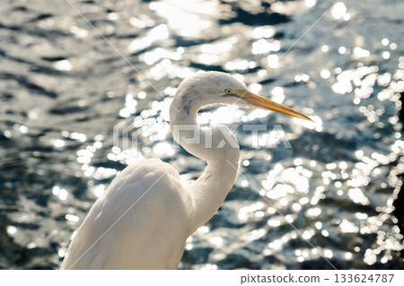 Side view of a great egret with curved neck and yellow beak above shimmering waves. Reflective bokeh lights create a bright coastal scene. 133624787