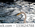 Close portrait of a great egret with yellow beak against shimmering water. Bright backlight creates bokeh highlights on the lagoon surface. 133624788
