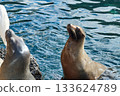Sea lion raises its head near blue rippling water beside barnacled rocks. The marine mammal pauses calmly in a bright coastal habitat. 133624789