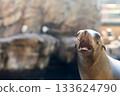 Closeup sea lion opens its mouth and shows whiskers in soft light. Blurred rocks and water create a marine habitat background. 133624790