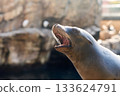 Closeup portrait of a sea lion with mouth open and whiskers shining in the light. The brown marine mammal poses against soft bokeh and rocky shore. 133624791