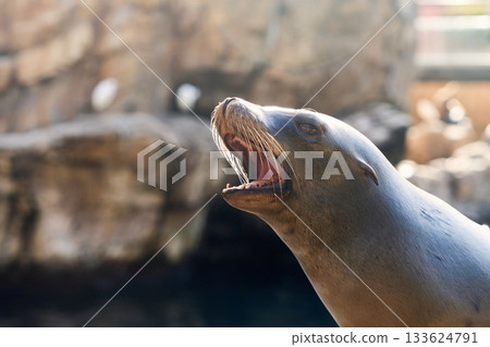 Closeup portrait of a sea lion with mouth open and whiskers shining in the light. The brown marine mammal poses against soft bokeh and rocky shore. Closeup portrait of a sea lion with mouth open and whiskers shining in the light. The brown marine mammal poses against soft bokeh and rocky shore. 133624791
