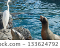 A sea lion raises its head toward a white egret beside bright blue rippling water. Birds and marine mammals share the rocky coastal habitat. 133624792