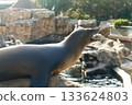 A sea lion stretches on a rock with its mouth open in warm sunlight. The sleek marine mammal rests beside clear water in a rocky coastal habitat. 133624803