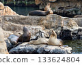 Group of sea lions lounges on layered rocky ledges beside the water. Marine mammals rest together in a natural coastal habitat. 133624804
