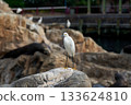 White snowy egret stands on a rock in a rocky coastal habitat. Blurred sea lions and birds rest on the stones in the soft background. 133624810