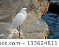 Snowy egret stands quietly on a rock near the sea. Closeup view shows white feathers and yellow feet against the coastal water. 133624811
