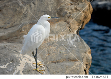 Snowy egret stands quietly on a rock near the sea. Closeup view shows white feathers and yellow feet against the coastal water. 133624811
