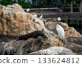 White egret stands on a rock in a rocky coastal habitat. Sea lions and other birds blur softly in the background of the marine scene. 133624812