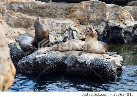 Group of sea lions resting on rocky shore by the water. Marine mammals relax together in a natural coastal habitat. Group of sea lions resting on rocky shore by the water. Marine mammals relax together in a natural coastal habitat. 133624813