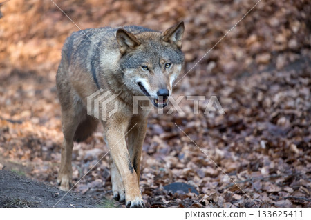 Wolf in the run 133625411