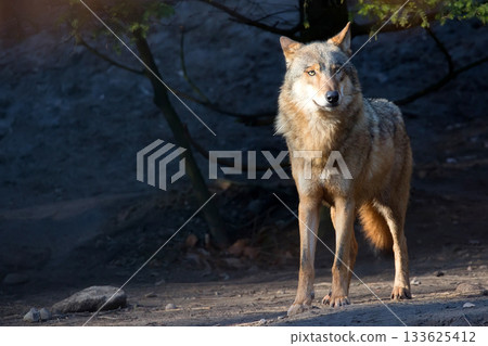Wolf in the forest 133625412